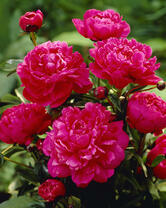 Без бренда «2KMB-4036» в Челябинске