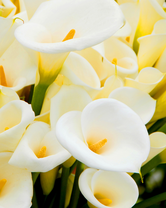 Без бренда «Белые каллы» в Челябинске