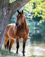 Без бренда «Лошадь у дерева» в Челябинске