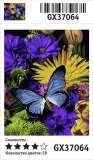 Картина по номерам 40x50 Голубая бабочка на цветущих хризантемах