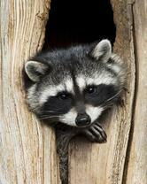 Без бренда «Енот в дупле» в Челябинске