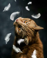 Без бренда «Кот среди перышек» в Челябинске