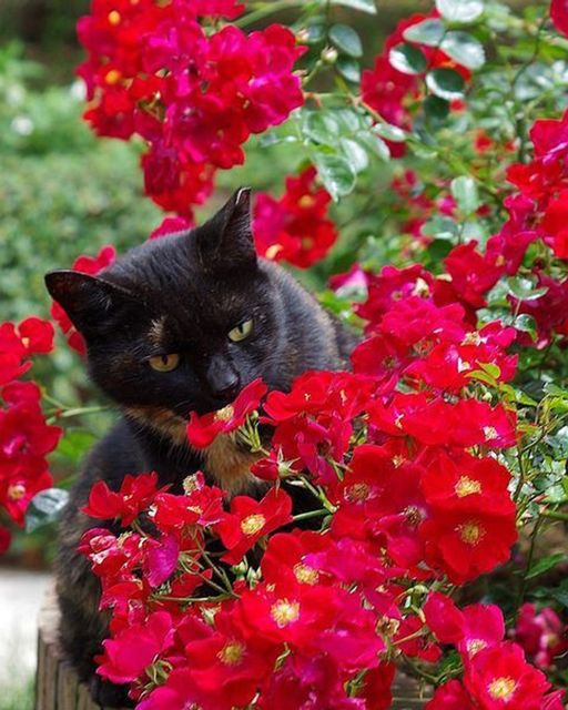 Алмазная мозаика 40x50 Черный котик среди красных цветов