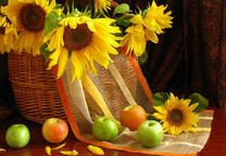 Яблоки и подсолнухи в корзине