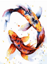 Карпы Кои в танце