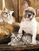 Без бренда «Милый щенок французского бульдога и два котёнка» в Челябинске
