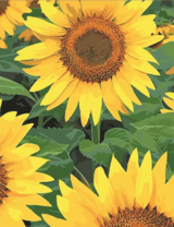 Яркие солнечные подсолнухи