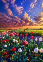Без бренда «Поле тюльпанов под облачным небом» в Челябинске в интернет-магазине  Без бренда «Поле тюльпанов под облачным небом» в Челябинске